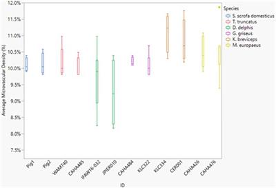 Remarkable consistency of spinal cord microvasculature in highly adapted diving odontocetes